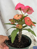 Euhorbia Milii Crown Of Thorns Corona de Cristo 'Name it Yourself' Pink Variety