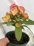 Euhorbia Milii Crown Of Thorns Corona de Cristo 'Name it Yourself' Pink Variety