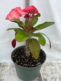 Euhorbia Milii Crown Of Thorns Corona de Cristo 'Name it Yourself' New Variety