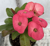 Euhorbia Milii Crown Of Thorns Corona de Cristo 'Name it Yourself' New Variety