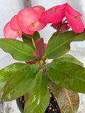 Euhorbia Milii Crown Of Thorns Corona de Cristo 'Name it Yourself' New Variety