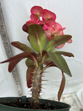 Euhorbia Milii Crown Of Thorns Corona de Cristo 'Name it Yourself' New Variety