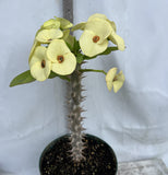 Euhorbia Milii Crown Of Thorns Corona de Cristo New Hybrid Yellow Variety