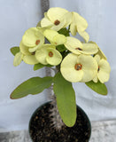 Euhorbia Milii Crown Of Thorns Corona de Cristo New Hybrid Yellow Variety