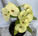 Euhorbia Milii Crown Of Thorns Corona de Cristo New Hybrid Yellow Variety