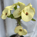 Euhorbia Milii Crown Of Thorns Corona de Cristo New Hybrid Yellow Variety