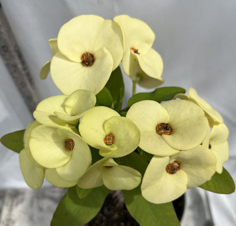 Euhorbia Milii Crown Of Thorns Corona de Cristo New Hybrid Yellow Variety