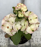 Euphorbia Milii Charoen Lap Crown of Thorns  Corona de Cristo