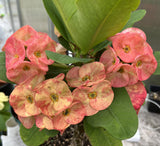 Euphorbia Milii SERENADE Crown of Thorns Corona de Cristo Giant Thai Hybrid