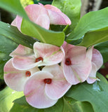 Euphorbia Milii WHISPERING ANGEL Crown Of Thorns  Poysean Corona De Cristo