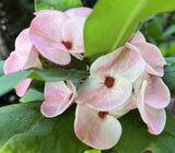 Euphorbia Milii WHISPERING ANGEL Crown Of Thorns  Poysean Corona De Cristo