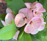 Euphorbia Milii WHISPERING ANGEL Crown Of Thorns  Poysean Corona De Cristo