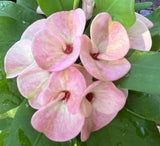 Euphorbia Milii WHISPERING ANGEL Crown Of Thorns  Poysean Corona De Cristo