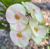 Euphorbia Milii LOVE ME TENDER Crown of Thorns Corona de Cristo