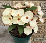 Euphorbia Milii FANBO Crown of Thorns Corona De Cristo Cactus