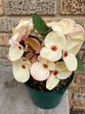 Euphorbia Milii FANBO Crown of Thorns Corona De Cristo Cactus