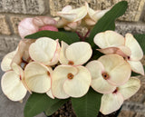 Euphorbia Milii FANBO Crown of Thorns Corona De Cristo Cactus