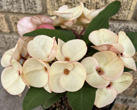 Euphorbia Milii FANBO Crown of Thorns Corona De Cristo Cactus