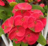 Euphorbia Milii MEE CHOK Crown Of Thorns Plant Corona de Cristo Succulents
