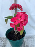 Euphorbia Milii UDOM SETHI Crown of Thorns Corona de Cristo Rare