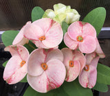 Euphorbia Milii GOLDEN QUEEN (Tong Tawee Kuhn) Crown of Thorns Corona de Cristo Succulents Tropicals