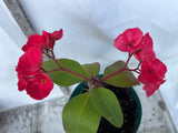 Euphorbia Milii UDOM SETHI Crown of Thorns Corona de Cristo Rare