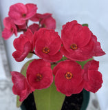 Euphorbia Milii UDOM SETHI Crown of Thorns Corona de Cristo Rare