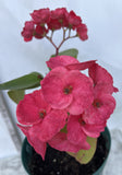 Euphorbia Milii UDOM SETHI Crown of Thorns Corona de Cristo Rare