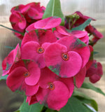 Euphorbia Milii MEE CHOK Crown Of Thorns Plant Corona de Cristo Succulents