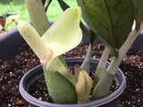 ZZ Plant VARIEGATED Zamioculcas Zamiifolia  Air Purifier Houseplant