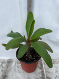 Euphorbia Milii 'Butter Berry" Crown of Thorns Corona De Cristo Succulent