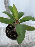Euphorbia Milii 'Butter Berry" Crown of Thorns Corona De Cristo Succulent