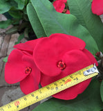 Euphorbia Milii LUCK SAP Crown of Thorns Corona De Cristo Thai Hybrid