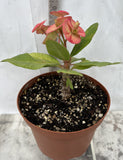 Euphorbia Milii ORANGE GIULIA Crown of Thorns Corona De Cristo Rare Poysean
