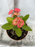 Euphorbia Milii ORANGE GIULIA Crown of Thorns Corona De Cristo Rare Poysean