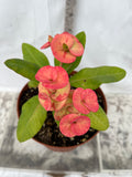 Euphorbia Milii ORANGE GIULIA Crown of Thorns Corona De Cristo Rare Poysean