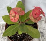 Euphorbia Milii ORANGE GIULIA Crown of Thorns Corona De Cristo Rare Poysean