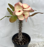 Euphorbia Milii FANBO Crown of Thorns Corona De Cristo Cactus
