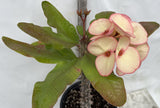Euphorbia Milii FANBO Crown of Thorns Corona De Cristo Cactus