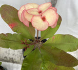 Euphorbia Milii FANBO Crown of Thorns Corona De Cristo Cactus