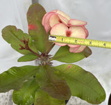 Euphorbia Milii FANBO Crown of Thorns Corona De Cristo Cactus