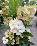 Euphorbia Milii ANGEL ROCK Crown of Thorns Corona de Cristo Cactus