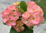 Euphorbia Milii SERENADE Crown of Thorns Corona de Cristo Giant Thai Hybrid