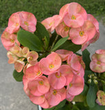 Euphorbia Milii SERENADE Crown of Thorns Corona de Cristo Giant Thai Hybrid