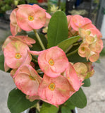 Euphorbia Milii SERENADE Crown of Thorns Corona de Cristo Giant Thai Hybrid