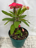 Euhorbia Milii Crown Of Thorns Corona de Cristo 'Name it Yourself' Pink Variety
