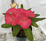 Euhorbia Milii Crown Of Thorns Corona de Cristo 'Name it Yourself' Pink Variety