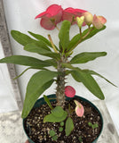 Euhorbia Milii Crown Of Thorns Corona de Cristo 'Name it Yourself' Pink Variety