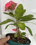 Euhorbia Milii Crown Of Thorns Corona de Cristo 'Name it Yourself' Pink Variety