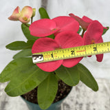 Euhorbia Milii Crown Of Thorns Corona de Cristo 'Name it Yourself' Pink Variety